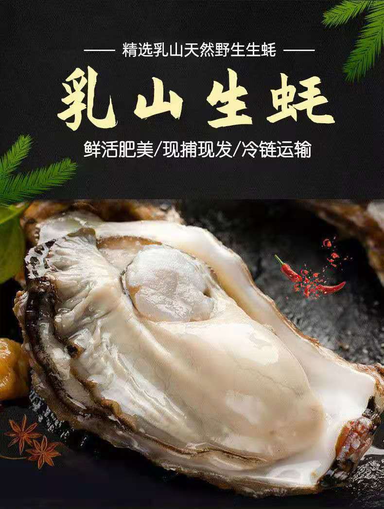 乳山生蚝大量批发 鲜活水产牡蛎产地5斤整箱代发带壳海蛎子