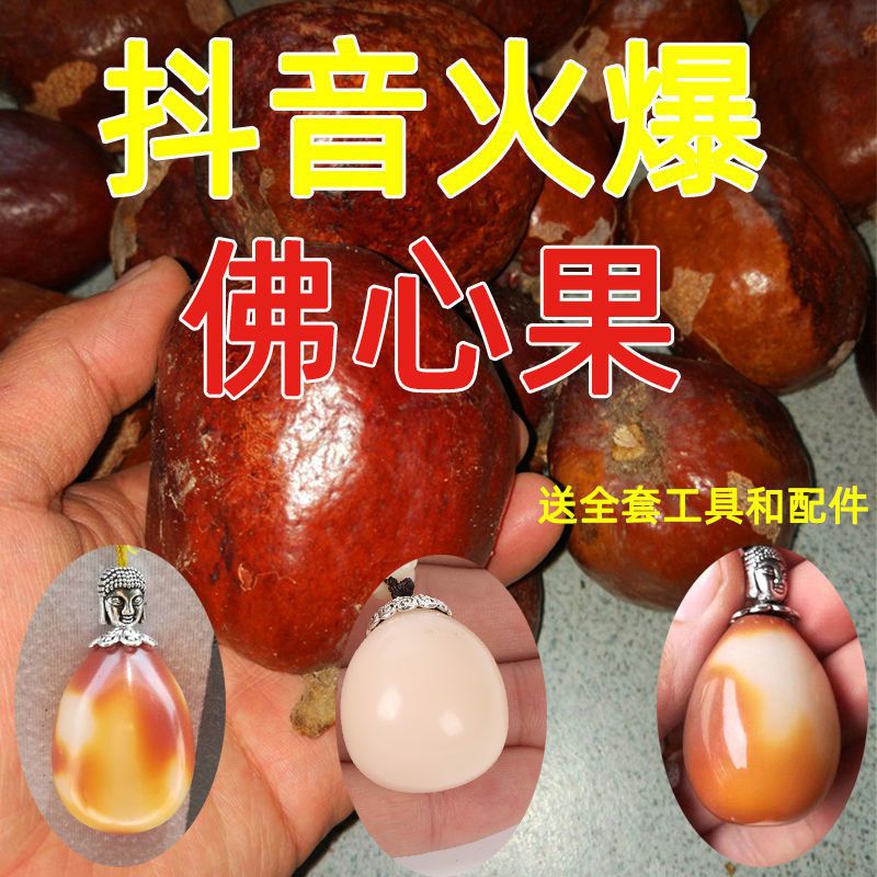 菩提释迦菩提原果佛心果金包玉彩果老果子菩提子吊坠原料项链原子