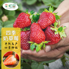 四季奶草莓种子秋冬家庭盆栽水果种孑酸甜可口奶油草莓籽支持代发