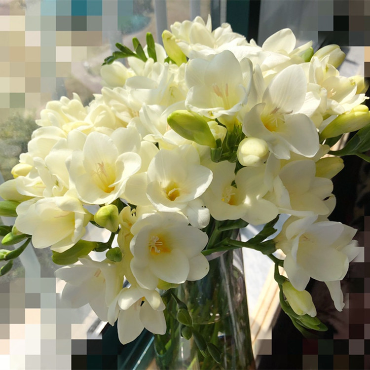 云南昆明香雪兰小苍兰鲜花批发10支一扎水养鲜切花婚庆花店用花