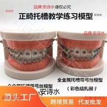 牙齿模型牙科正畸带托槽假牙模型 医患沟通教学模型 矫正练习托槽