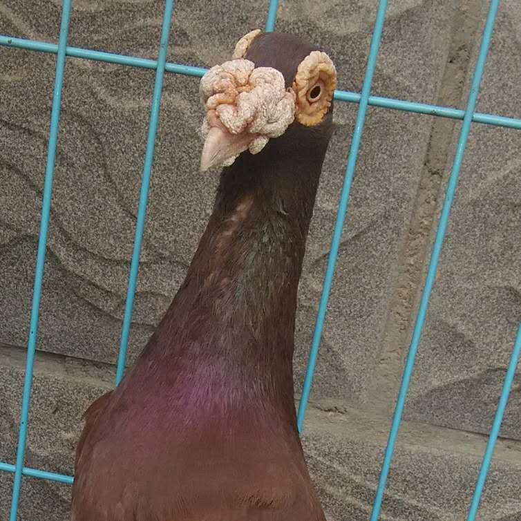 大鼻子种鸽图片