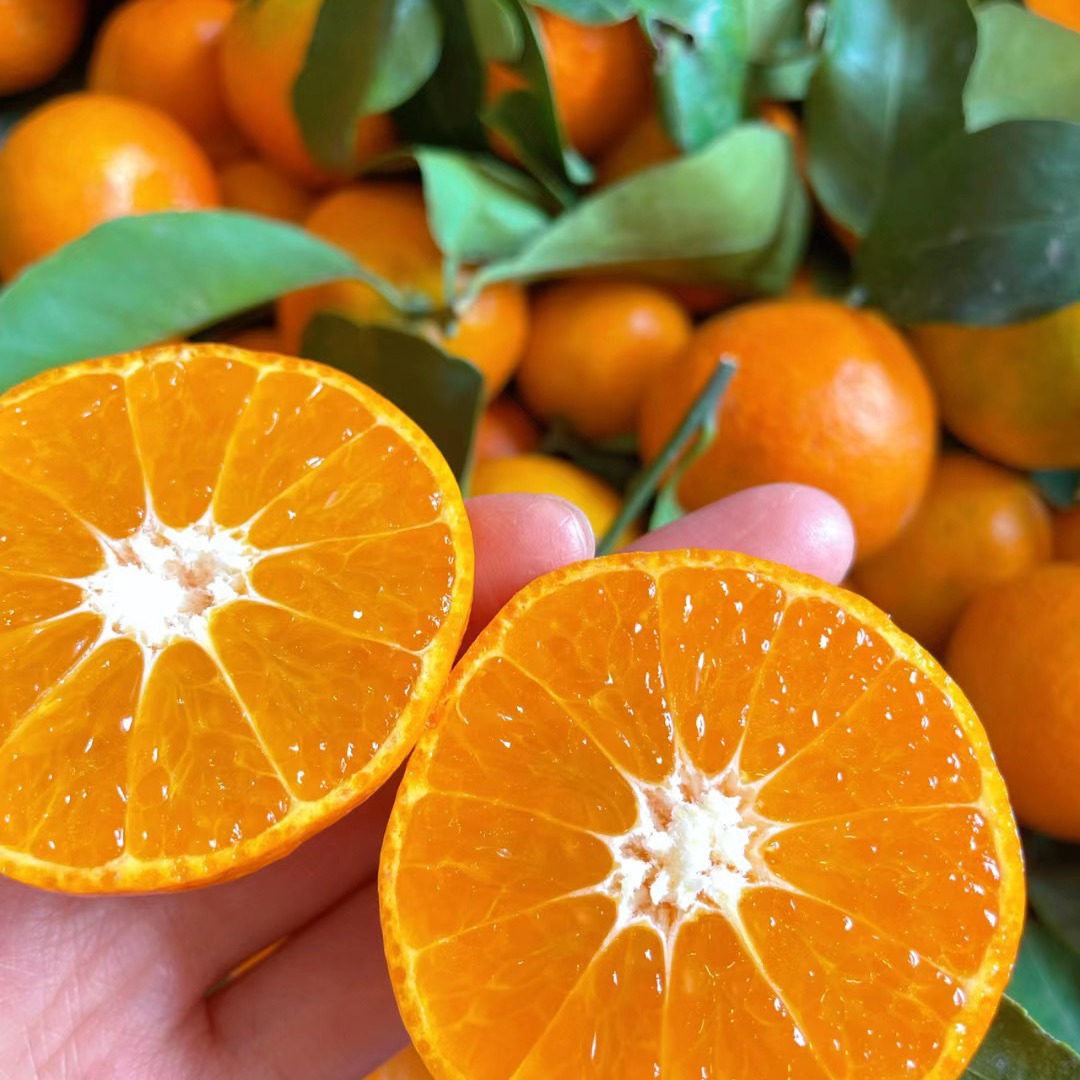 超甜广西金秋砂糖桔当季新鲜水果薄皮橘子沙糖桔整箱批发10斤