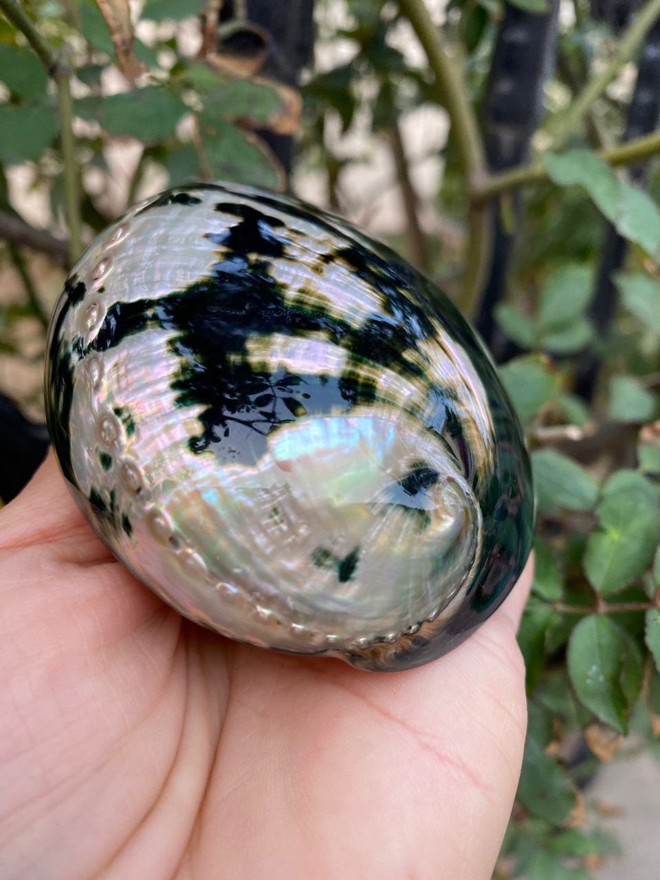 10-11厘米炫彩光泽黑金鲍 黑鲍鱼壳 天然贝壳海螺 鼠尾草燃烧壳