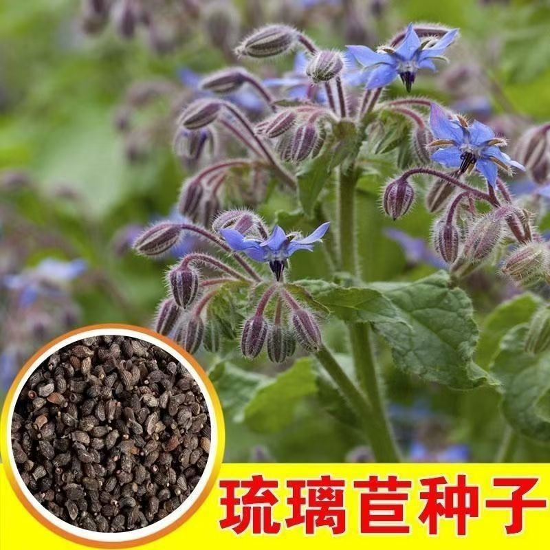 琉璃苣种子庭院四季播种开花紫花草星星草籽室内耐寒阳台盆栽花卉