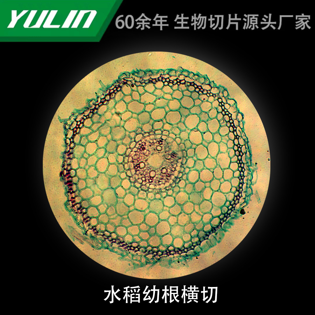 水稻幼根横切微生物标本显微镜生物切片高校教学实验仪器科研玻片