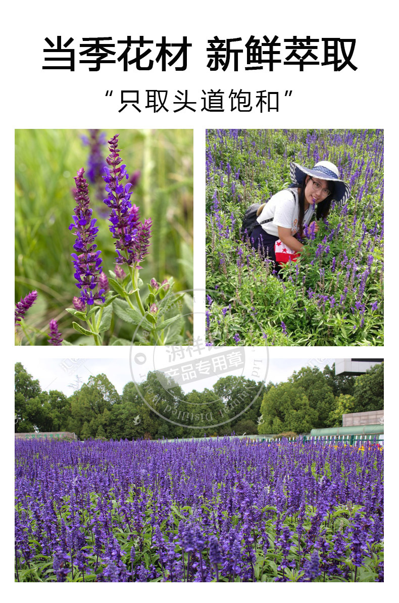 快乐鼠尾草纯露原液1kg头道饱和 植物提取爽肤水蒸馏精油花水批发