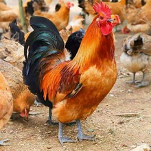 三黄鸡苗九斤黄大公鸡 红毛大公鸡 土鸡苗肉鸡苗小鸡仔活苗