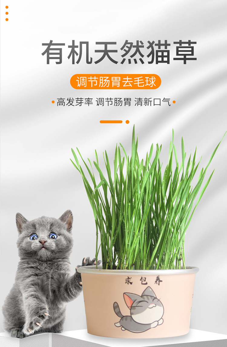 猫草详情_01.jpg
