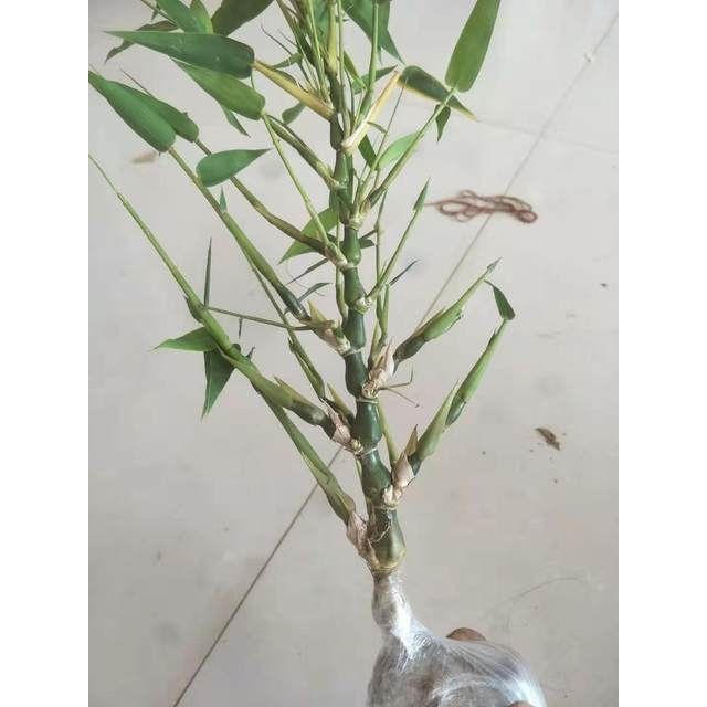 佛肚竹老桩盆栽绿植罗汉竹盆景矮化室内客厅阳台办公室四季常青植