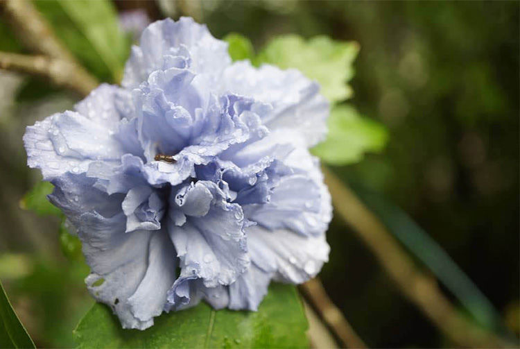 日本进口重瓣种紫玉木槿花耐寒耐热多年生盆栽扶桑花当年开花