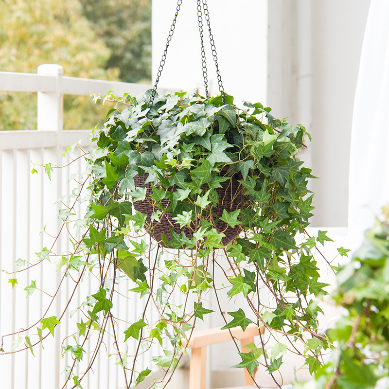 常春藤盆栽挂墙阳台室内长青常青藤蔓水培爬藤垂甲醛吊兰植物绿植
