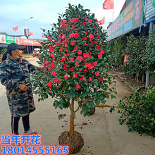 批发庭院耐寒山茶花苗常青四季开花茶花楼顶耐冻大型树苗绿植盆栽