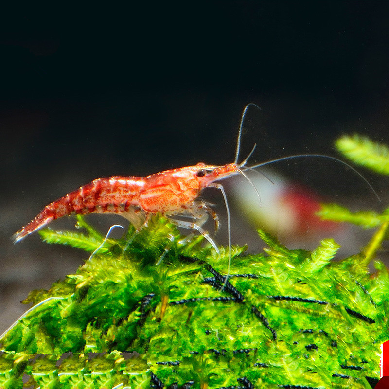 观赏虾淡水鲜活体除藻虾工具虾极火虾烤漆虾黑壳虾樱花虾樱桃虾