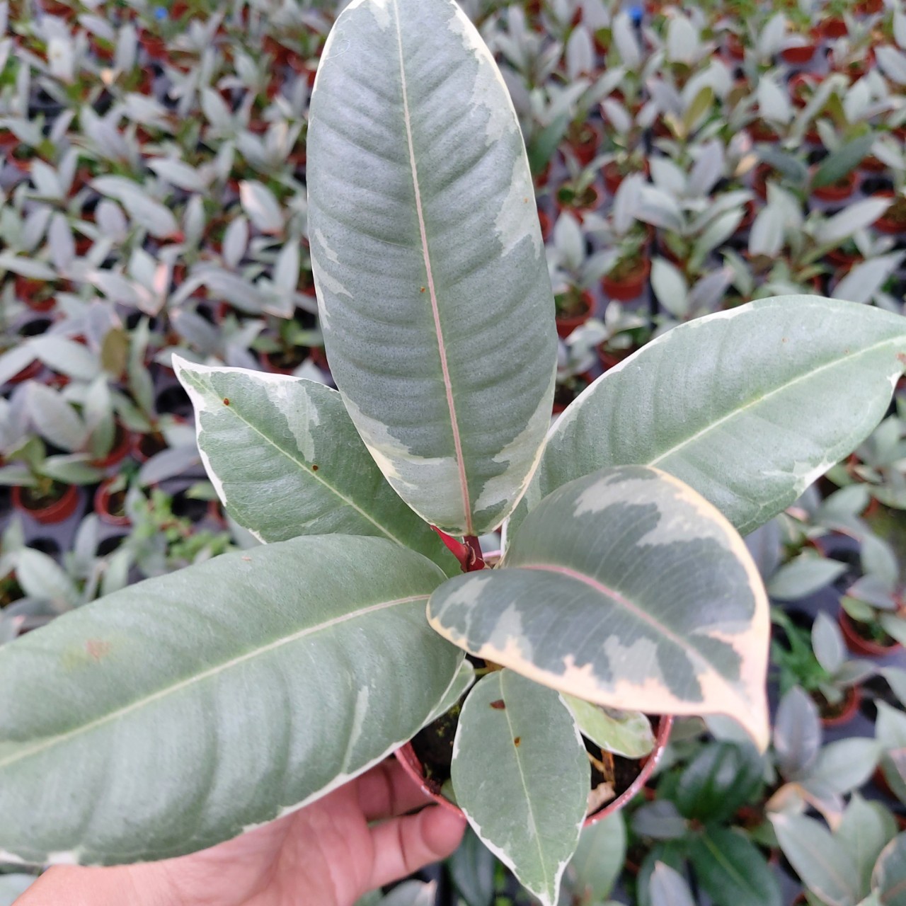 橡皮树红关公盆栽居家植物盆栽室内好养型 植物大盆花金刚