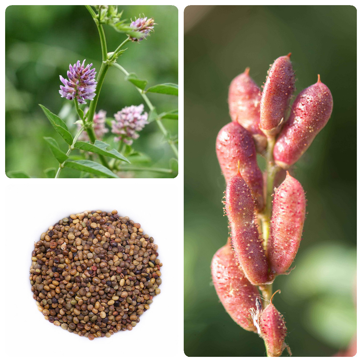 甘草种子新疆红皮甘草种籽四季种植中草药材种子草甜根种籽-阿里巴巴