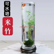 水培米竹苔藓球植物室内微观盆景金明竹红观音竹观赏竹桌摆小米竹