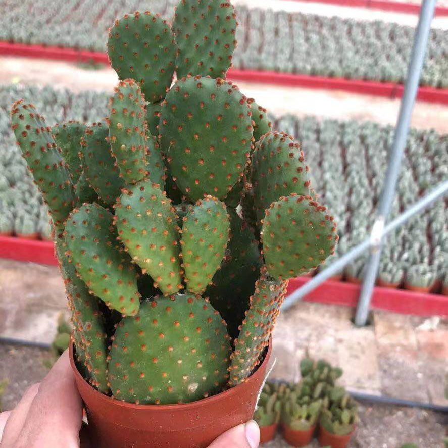 基地直供室内小盆栽花卉多肉植物仙人掌植物红毛掌