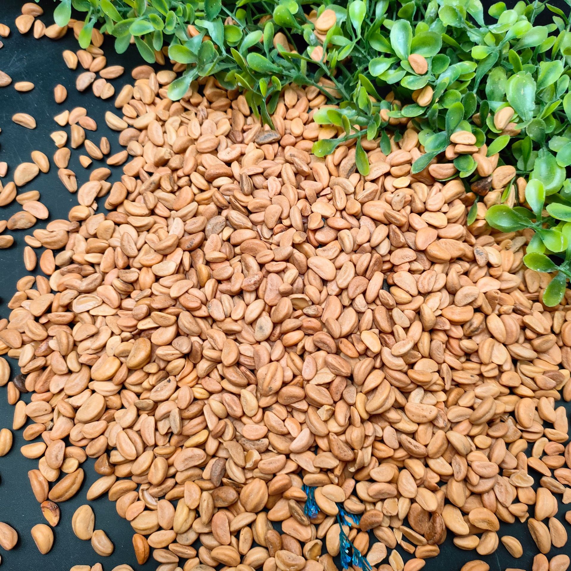 工厂批发水洗山楂籽枕头座垫填充山楂核儿童游乐场玩沙抛光山楂籽