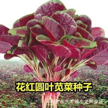 红圆叶苋菜种子四季播种耐高温汉菜籽阳台盆栽蔬菜种子大全