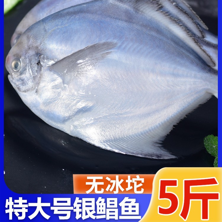 银鲳鱼大号深海新鲜海鲜冷冻深海白鲳平鱼昌鱼新鲜水产镜鱼海