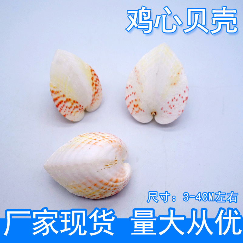 立体心形蛤鸡心蛤爱心贝壳装饰收藏海螺礼品天然贝壳diy情侣礼物