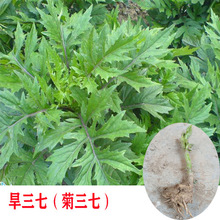 直播藤三七植物苗盆栽爬藤绿萝室内云南土田七苗种子根茎多肉绿植