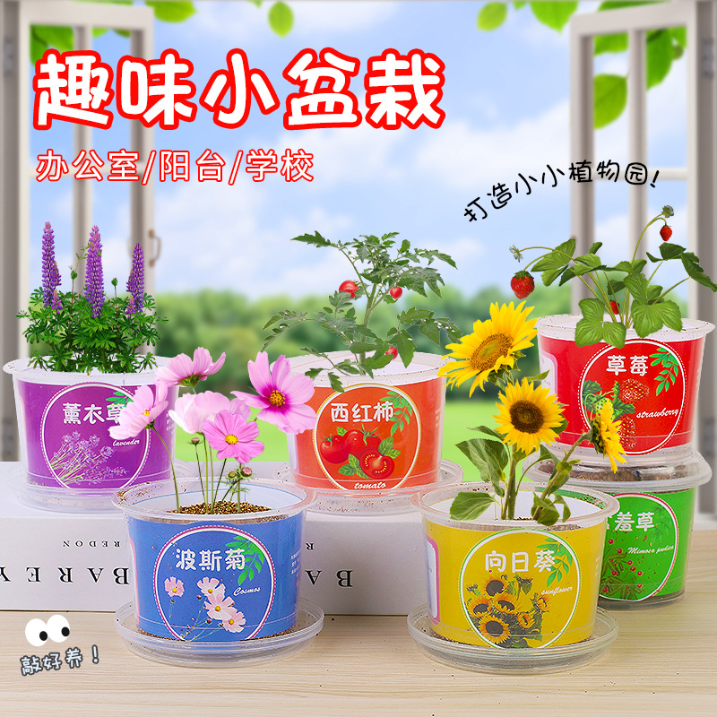 Children's Manual Homework DIY Small Plant Bonsai Kindergarten Students Plant Growth Observation Germination Seed Box