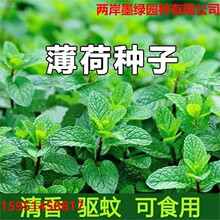 薄荷种子留兰香薄荷可食用薄荷四季易种多年生庭院室外驱蚊香草籽