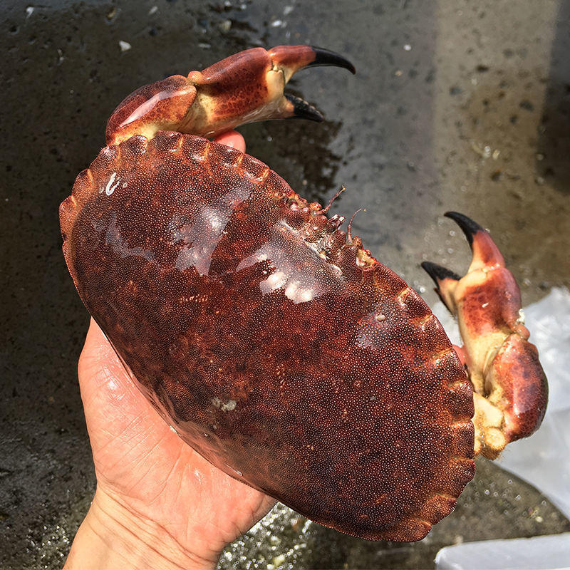 面包蟹 鲜活英国活冻黄金生冻特大珍宝梭子蟹螃蟹冷冻海鲜水产