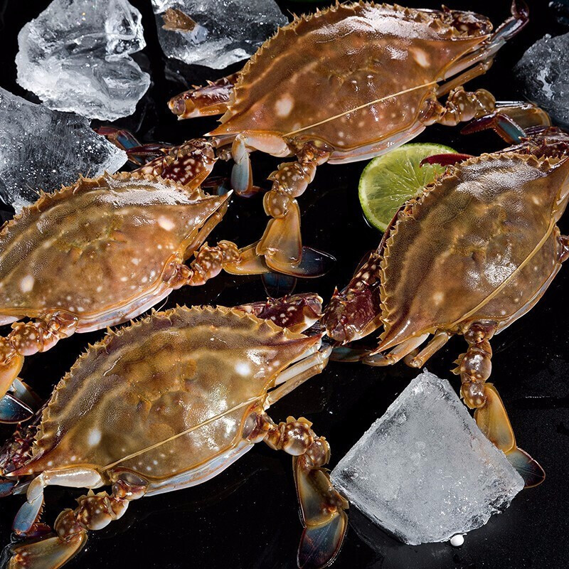 6斤5-6只】东海梭子蟹鲜活螃蟹海蟹大公蟹膏蟹海鲜一件代发