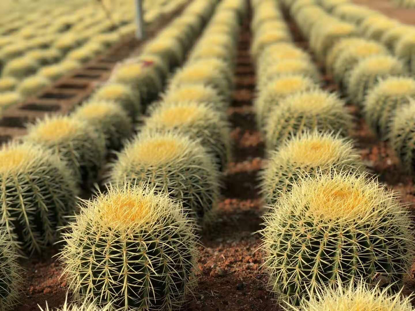 超大美虎金虎仙人球盆栽花卉绿植多肉仙人掌植物室内防辐射吸甲醛