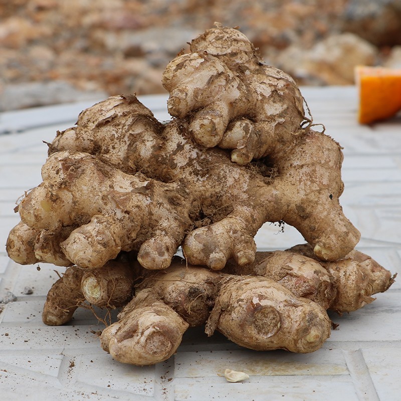 500克梅州客家小黄姜 生姜母黄姜新鲜老姜土姜现挖罗平山地月子姜