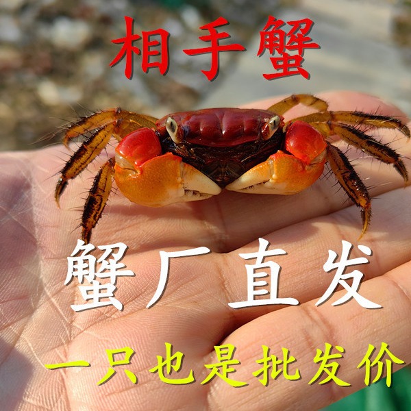 相手蟹辣椒蟹小螃蟹拿货价摆摊水族观赏蟹淡水螃蟹活体宠物原产地