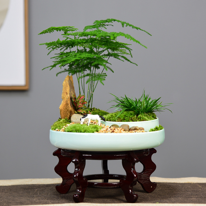 文竹盆栽菖蒲盆景植物室内办公室四季常青竹子微景观绿植净化空气