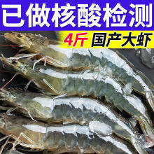 基围虾中新鲜大虾大虾鲜活新鲜冷冻海鲜深海青虾冻整箱批发跨境