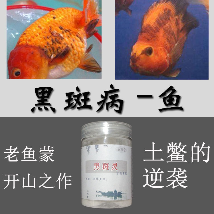 观赏鱼药 黑斑病 锦鲤黑鳞病 金鱼鹦鹉黑斑 黑色花纹黑点黑身黑嘴
