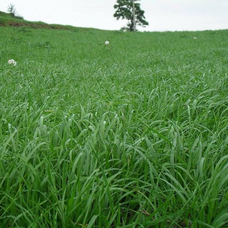 护坡草种子批发绿化草籽厂家四季青草坪种子黑麦草高羊茅草籽狗牙