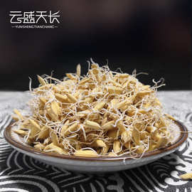 生稻芽 当季新大货批发生谷芽 中药材双芽水原料麦芽散装农产品