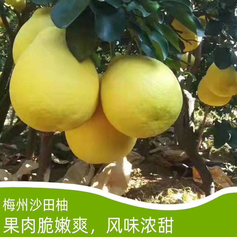 正宗梅州沙田柚白心柚子梅县金柚新鲜当季水果香柚广东甜柚子