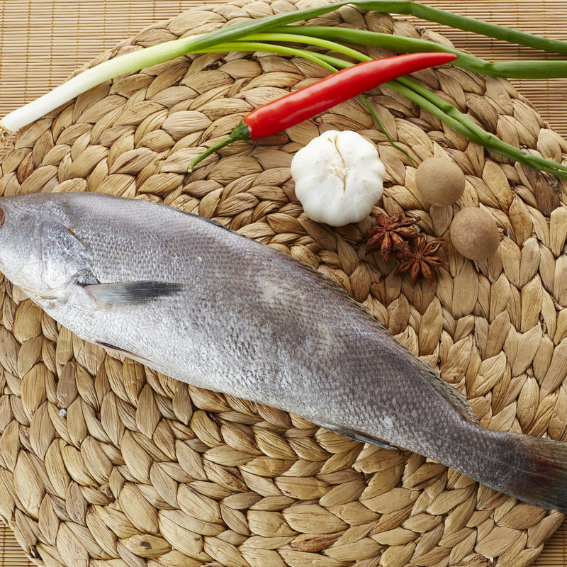 舟山海鲜 冷冻水产海捕鮸鱼 冷冻食品餐饮鱼类批发烧烤鱼厂家直供