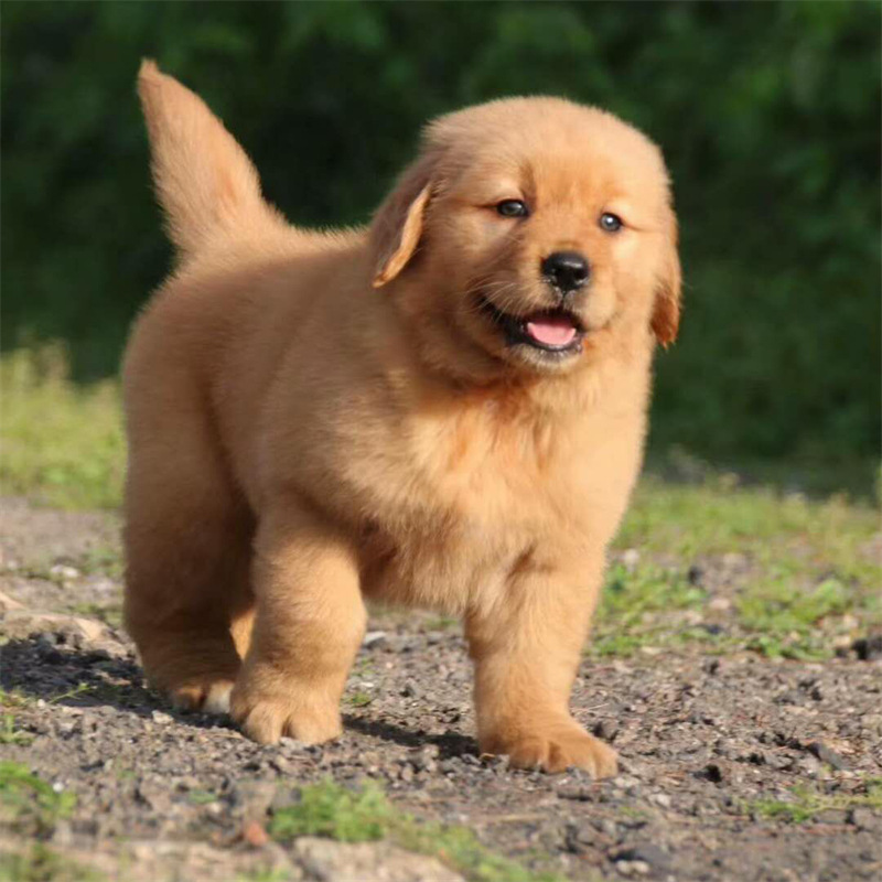 一手货源纯种金毛犬活体幼犬大骨架金毛狗家养宠物犬沙滩金枫叶红