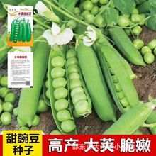 甜脆豌豆种子高产大荚青水果豌豆种子秋冬季耐寒农田四季播蔬菜籽