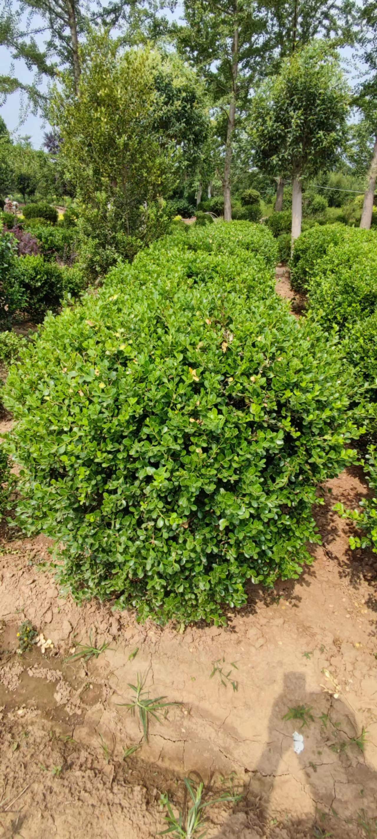 瓜子黄杨球批发,瓜子黄杨球价格,瓜子黄杨球图片,规格齐全