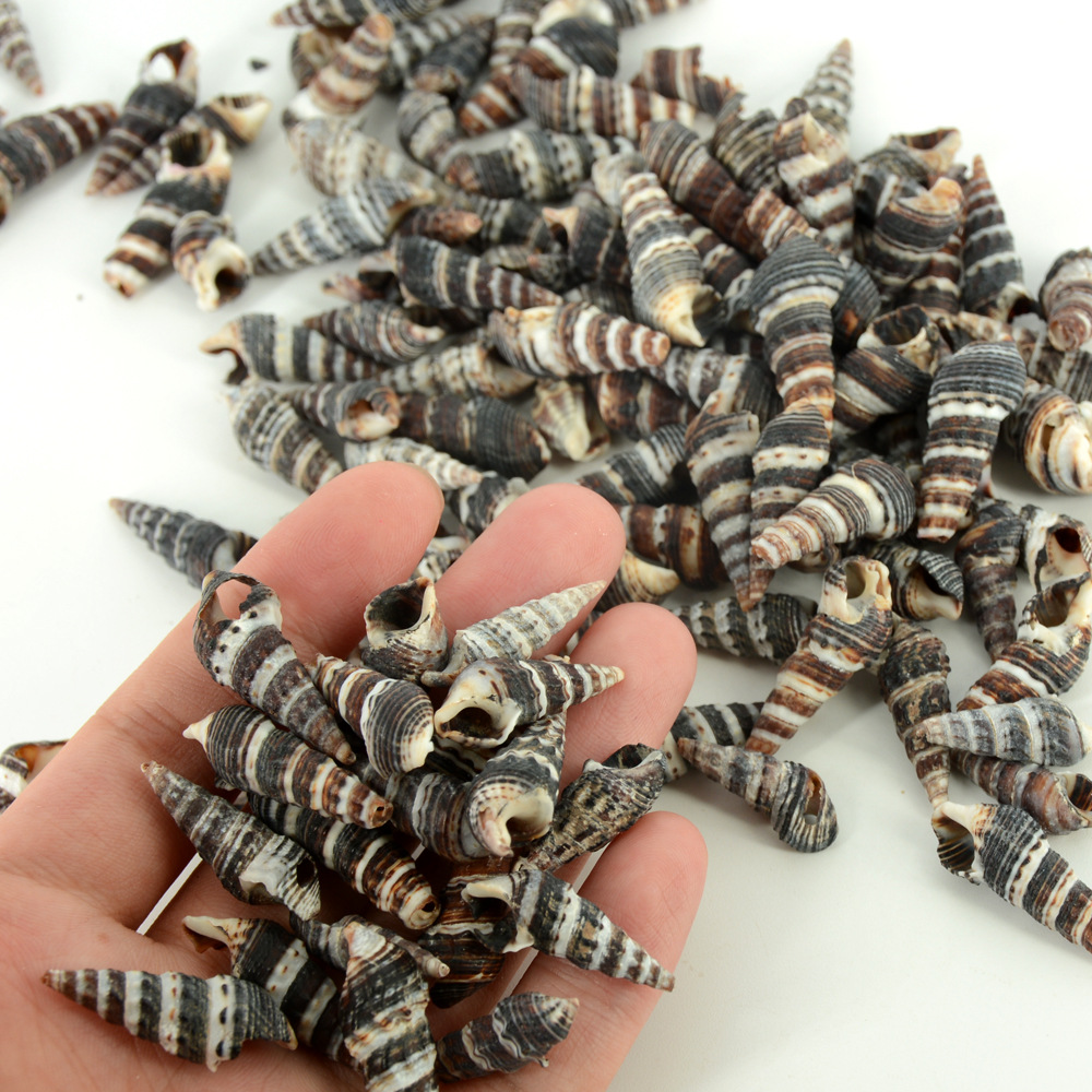 福海人家/黑尖螺 批发贝壳海螺 微景观滴胶果冻蜡工艺品原材料