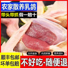 白条肉食冷冻鸽子肉鸽鸽子肉新鲜乳鸽冰鲜冰冻生鲜商用脆皮炖汤