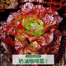 汉堡奶油咖啡菜生菜种子紫叶生菜籽耐热四季播冬季耐寒保健蔬菜