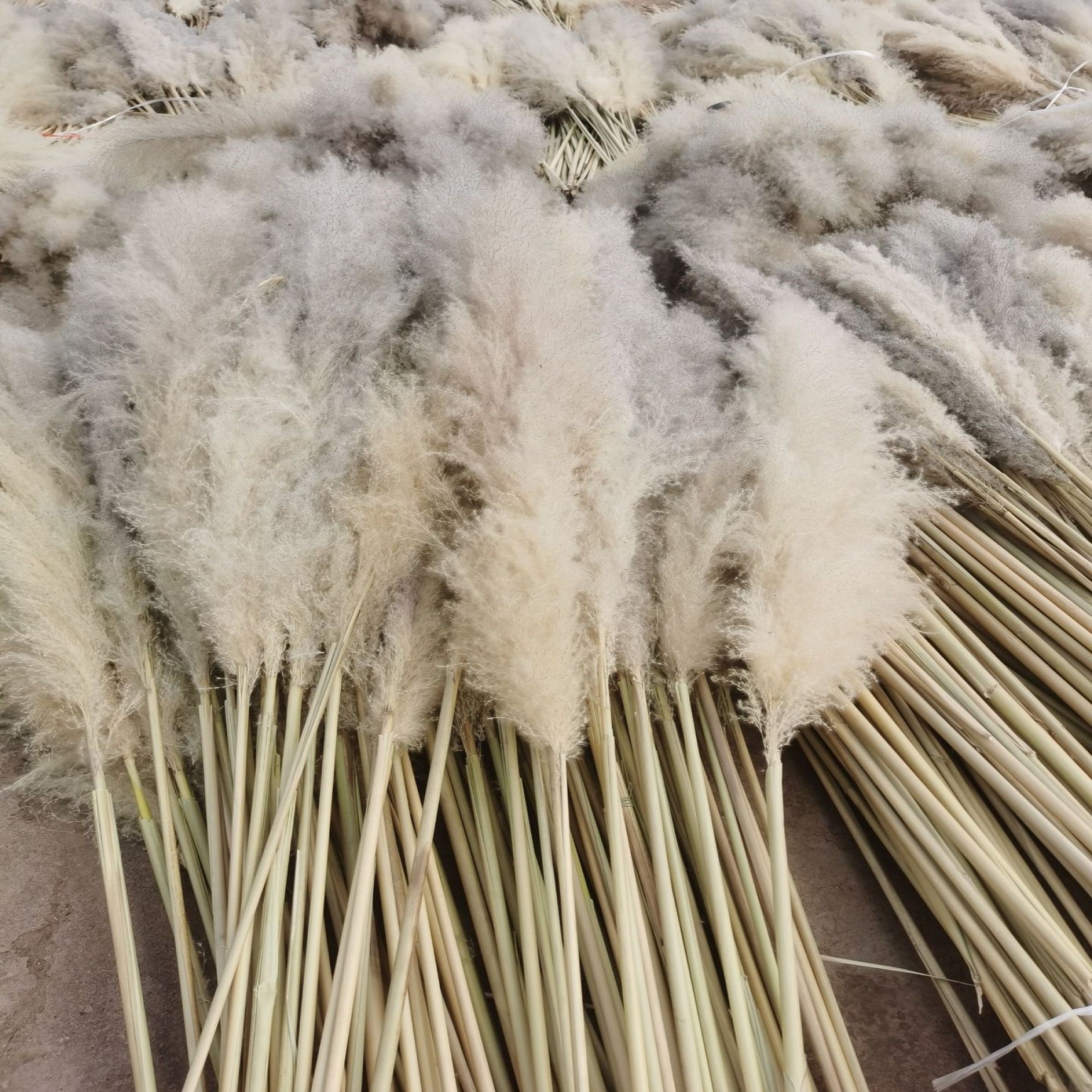 越南大芦苇漂白灰芦苇云南灰芦苇大芦苇批发漂白原生