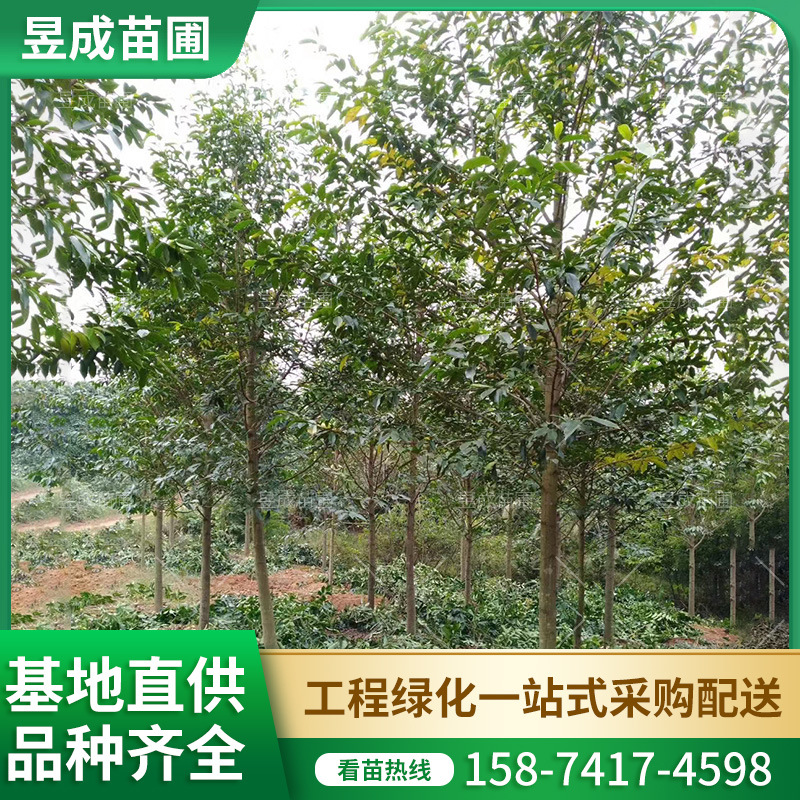 乐昌含笑树地径10-12公分基地直供精品绿化乔木市政园林园艺景观