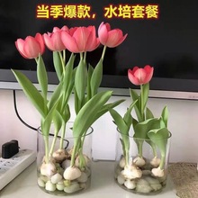 郁金香种球耐寒水培郁金四季香开花盆栽植物客厅绿植花卉好养活